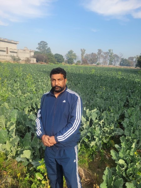 Farmer Paramjit Singh in his cauliflower fields. (Express Photo)