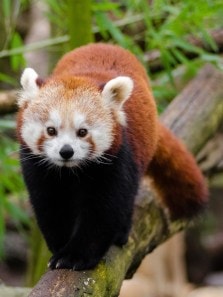 From Red Pandas to Scarlet Macaws: 7 amazing red-hued animals