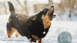 The Rottweiler's owner denied ownership until video evidence proved otherwise