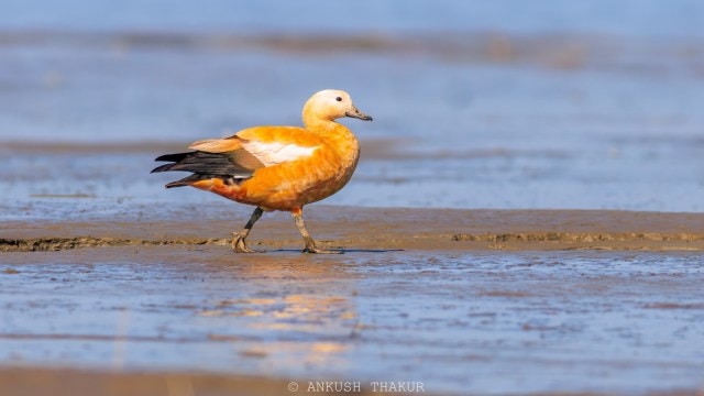 The Ruddy Shelduck at Pong Dam Lake Wildlife Sanctuary