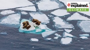 Melting of Arctic sea ice has slowed down. This is not ‘good news’