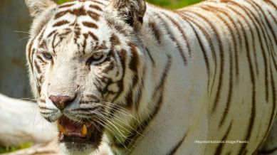 The viral clip shows the white tiger grabbing the kid’s T-shirt with its jaws