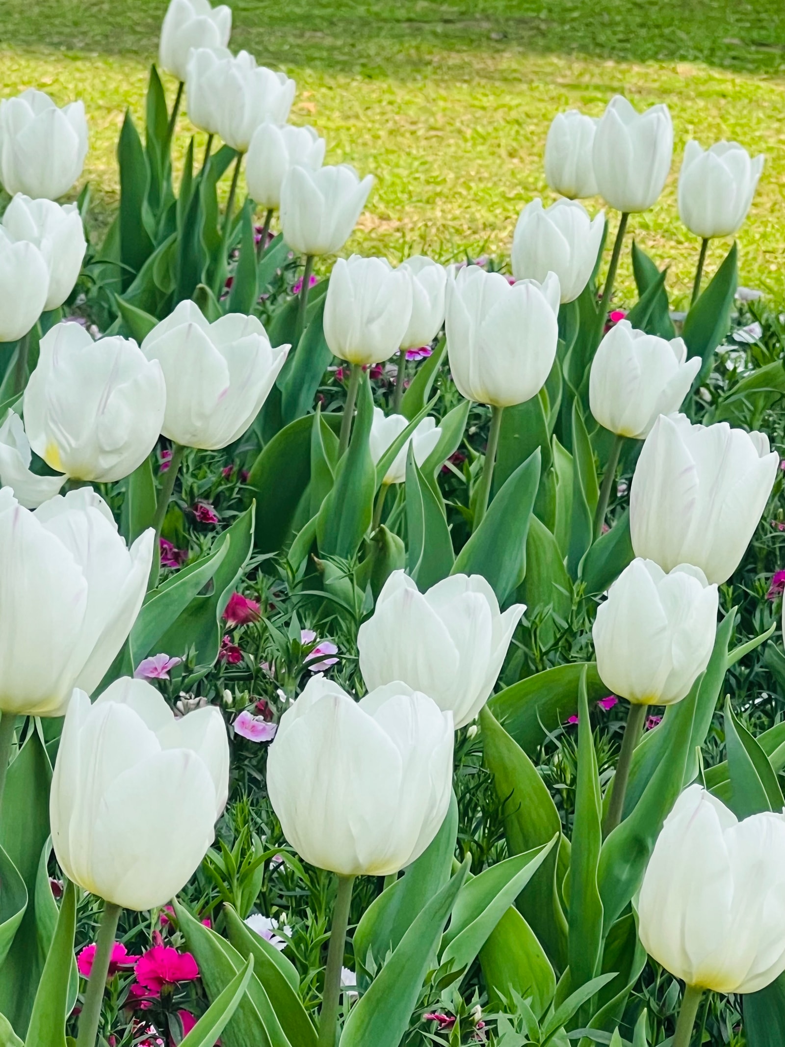 tulips, tulip flowers, tulips in delhi, tulip festival