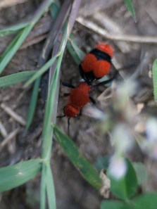 Hidden wonders: How unique animals thrive in remote habitats