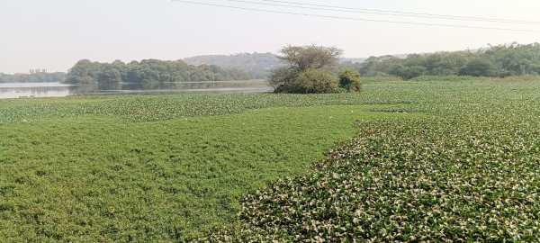 pashan lake