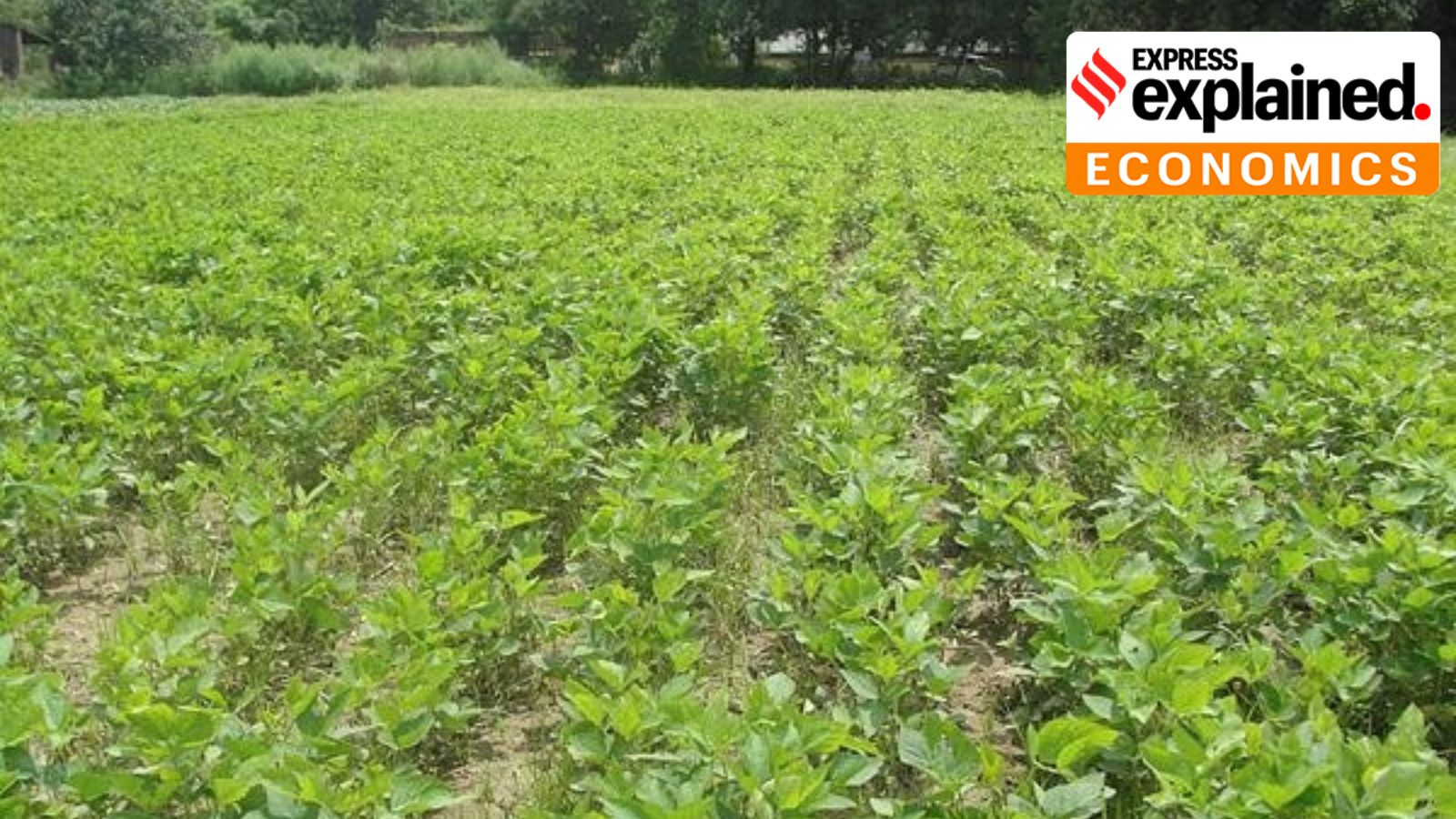 Soyabean fields in Hoshiarpur (Express Photo)