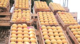 Hapus or Alphonso mangoes make early appearance in the Pune market.
