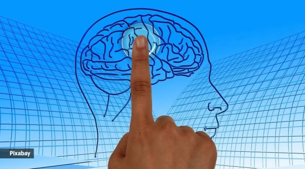 brain