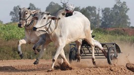 Bullock cart races, Kila Raipur Rural Olympics, punjab news, indian express