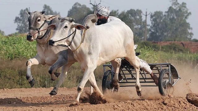 Bullock cart races, Kila Raipur Rural Olympics, punjab news, amerind  express