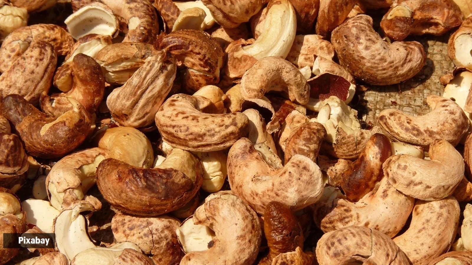 cashew nuts with skin
