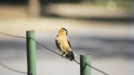 chandigarh bird race 2025