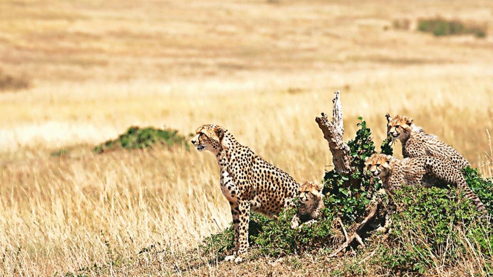 And away they go: Asha and her cubs among five more cheetahs released into the wild at Kuno National Park | India News