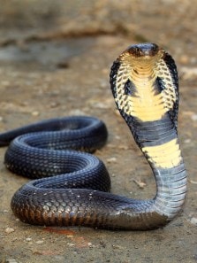 How King Cobra differs from other cobra varieties