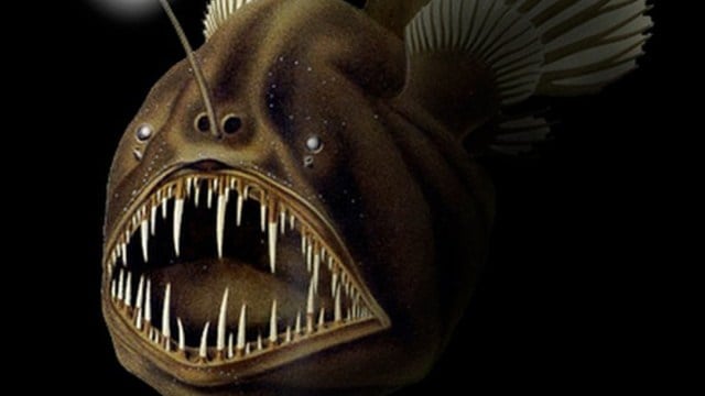 deep sea creatures