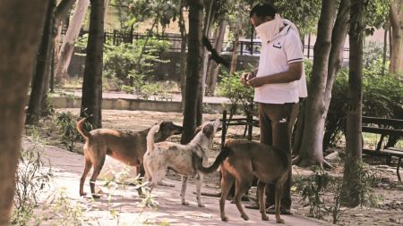 dog feeding, Dispute over dog feeding, Bombay High Court, Navi Mumbai society, Mumbai news, Maharashtra news, Indian express, current affairs