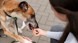 Pets that are overly dependent on treats may display certain signs