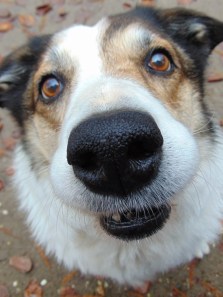 The hidden benefits of your dog’s wet nose