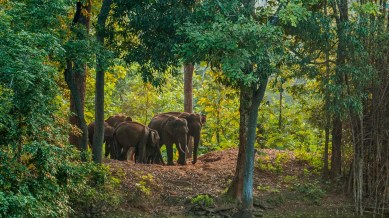 According to police, the forest falls under obulavaripalle mandal's Y Kota area and it is believed that up to 15 elephants were part of the herd that attacked the devotees. (Express Archives)