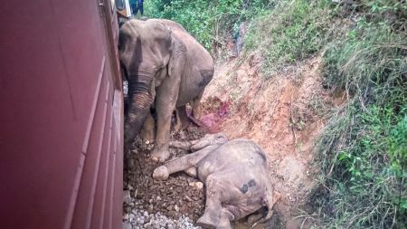 A wounded and a dead elephant lie next to a derailed train compartment after a passenger train hit a herd in Minneriya, Sri Lanka, Thursday, Feb. 20, 2025. (AP Photo/Priyan Malinda)