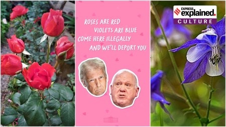 roses are red