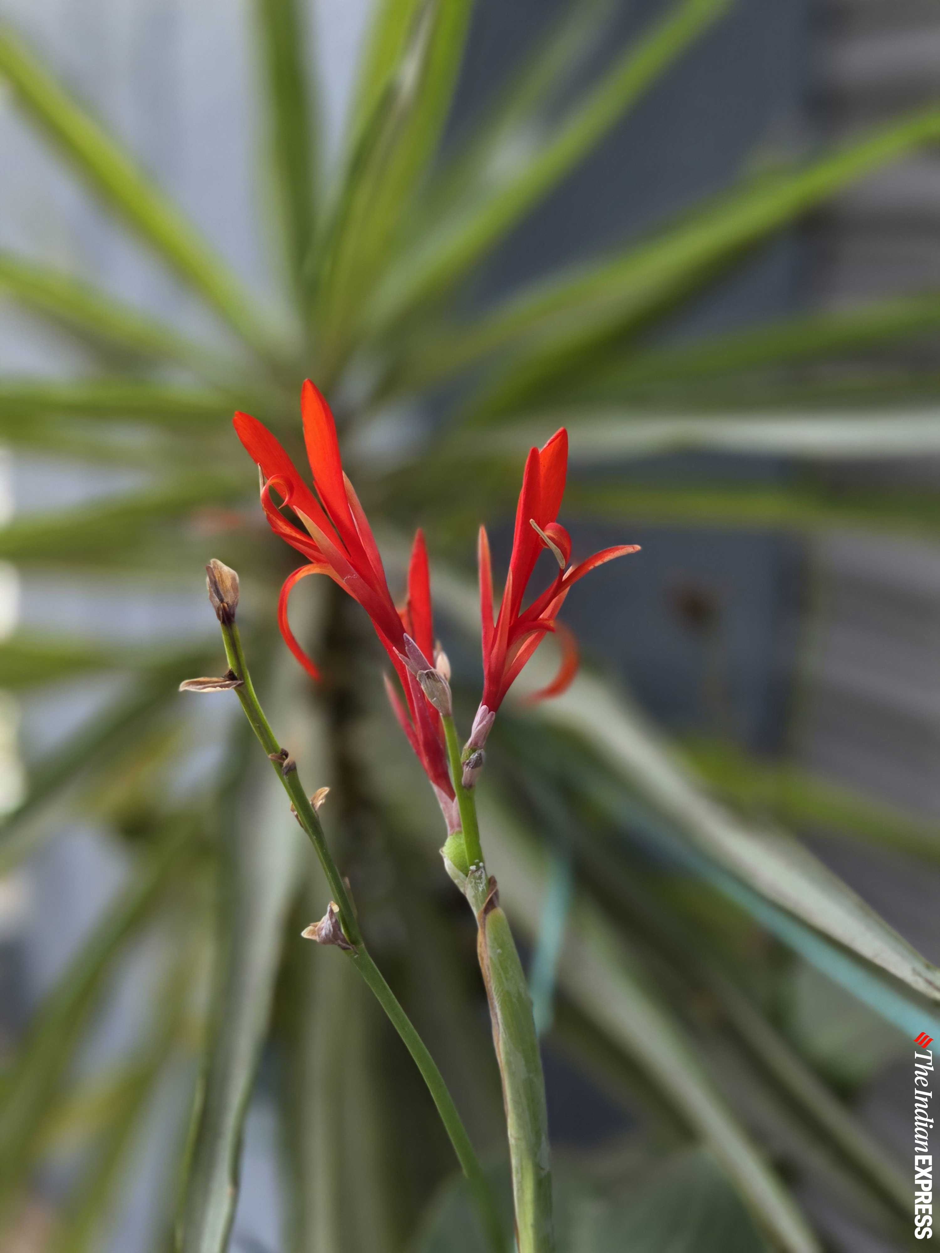 Samsung Galaxy S25+ camera sample.