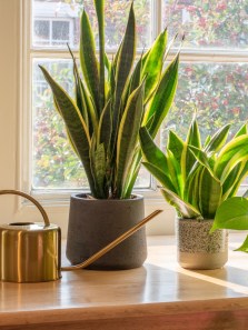 9 air-purifying houseplants that are easy to care for