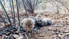 MP CM Mohan Yadav posted this photo of the 2 cheetah cubs born to Veera in Kuno. (Credit: X/@DrMohanYadav51)