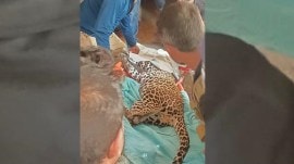 Pune Leopard, Leopard in Pune public park, Pune wildlife rescue, human-animal conflict, Maharashtra, animal safety, Indian express