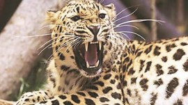 leopard dies at Delhi Zoo, Delhi Zoo, National Zoological park, National Zoological Park Delhi, delhi news, India news, Indian express, current affairs