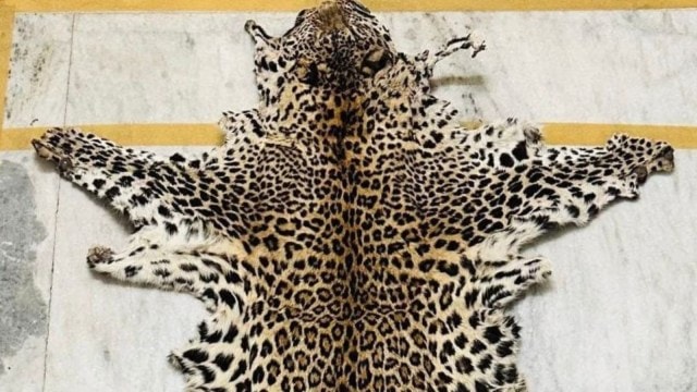 leopard skin