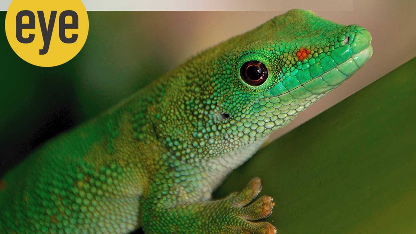 Mother Nature’s mindboggling nano-engineering that helps reptiles and ...
