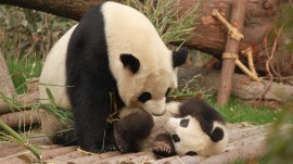 panda parenting