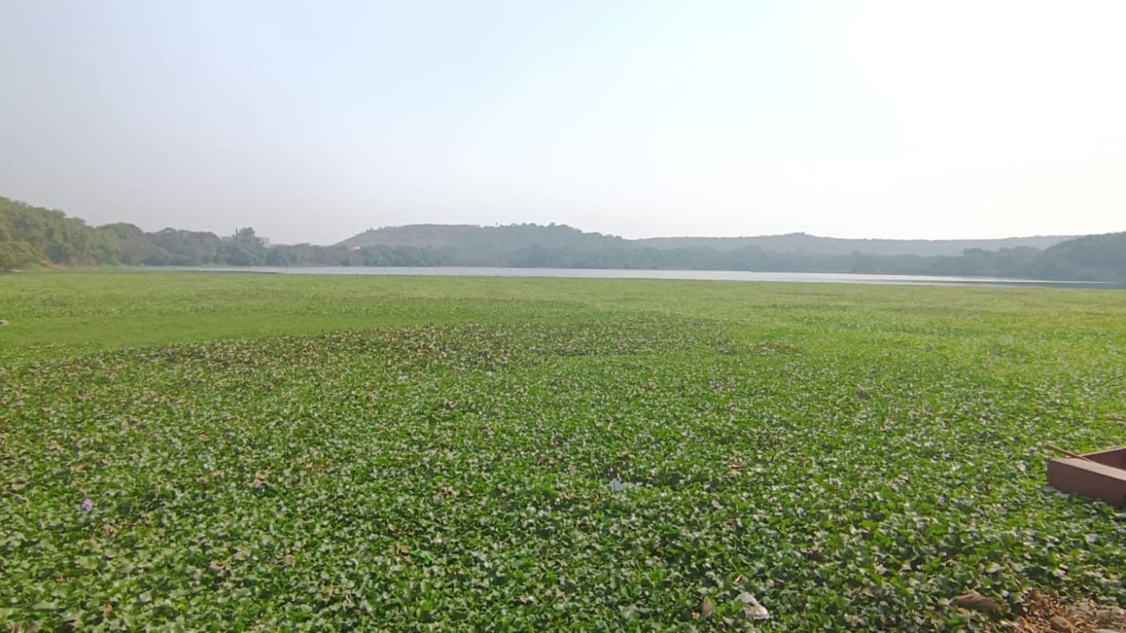 Invasive plants