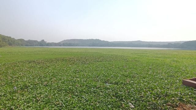 Once a paradise for bird watchers, Pashan lake is now overrun by water hyacinth, causing destruction to its aquatic ecosystem.