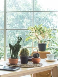 7 plant parenting mistakes to avoid
