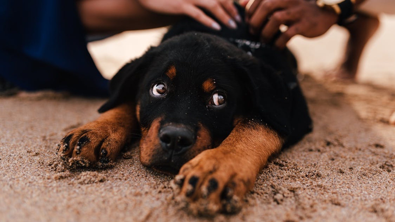 rottweiler dogs