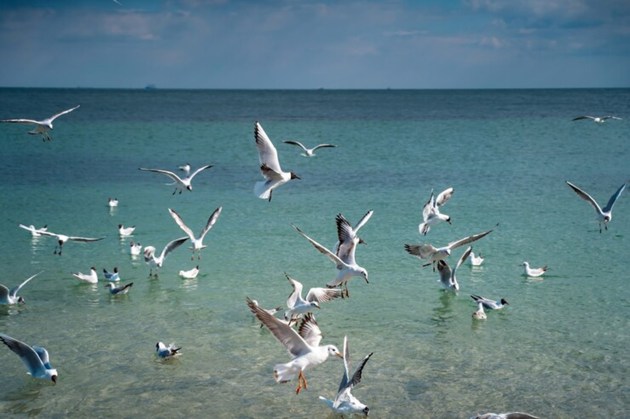 seagull