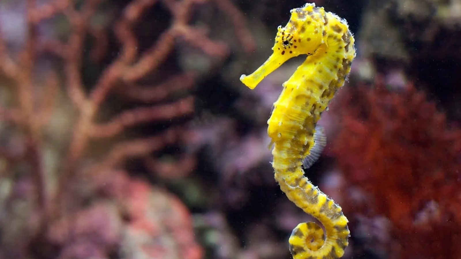 Discover the fascinating world of animals that give birth through their mouths! From seahorses to mouthbrooding fish, learn about the unique reproductive strategies of these incredible creatures.