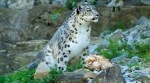 Discover the incredible wildlife of the Himalayas! From snow leopards and red pandas to blue sheep and Himalayan monals, explore the top 10 animals you can spot in the world’s highest mountains.