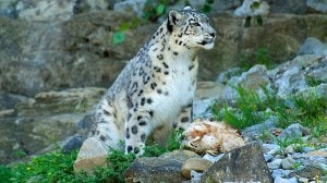 Discover the incredible wildlife of the Himalayas! From snow leopards and red pandas to blue sheep and Himalayan monals, explore the top 10 animals you can spot in the world’s highest mountains.