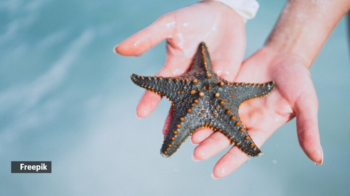 Star Fish Fast Motion How Fast Do Starfish Regenerate