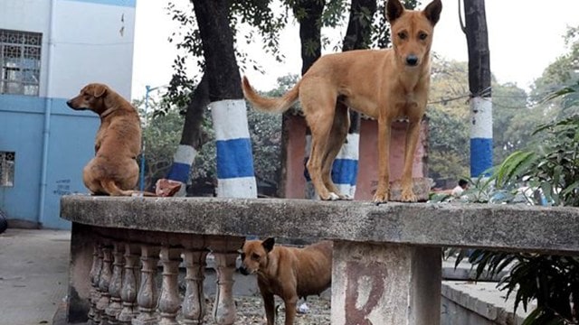 kennel adjacent   Karnataka Vidhana Soudha