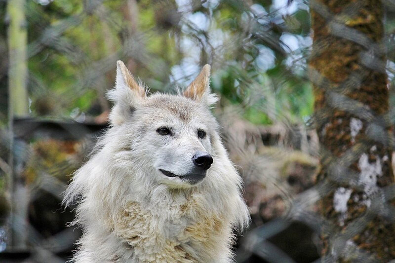 tibetan wolf
