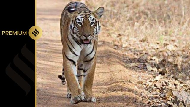 tiger