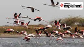 Lesser and Greater flamingoes at the Nalsarovar Bird Sanctuary near Ahmedabad, a wetland known for migratory birds during winter.
