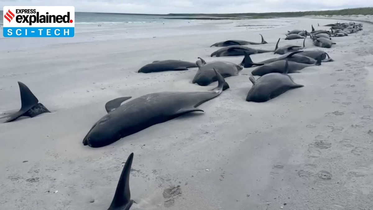 whale stranding