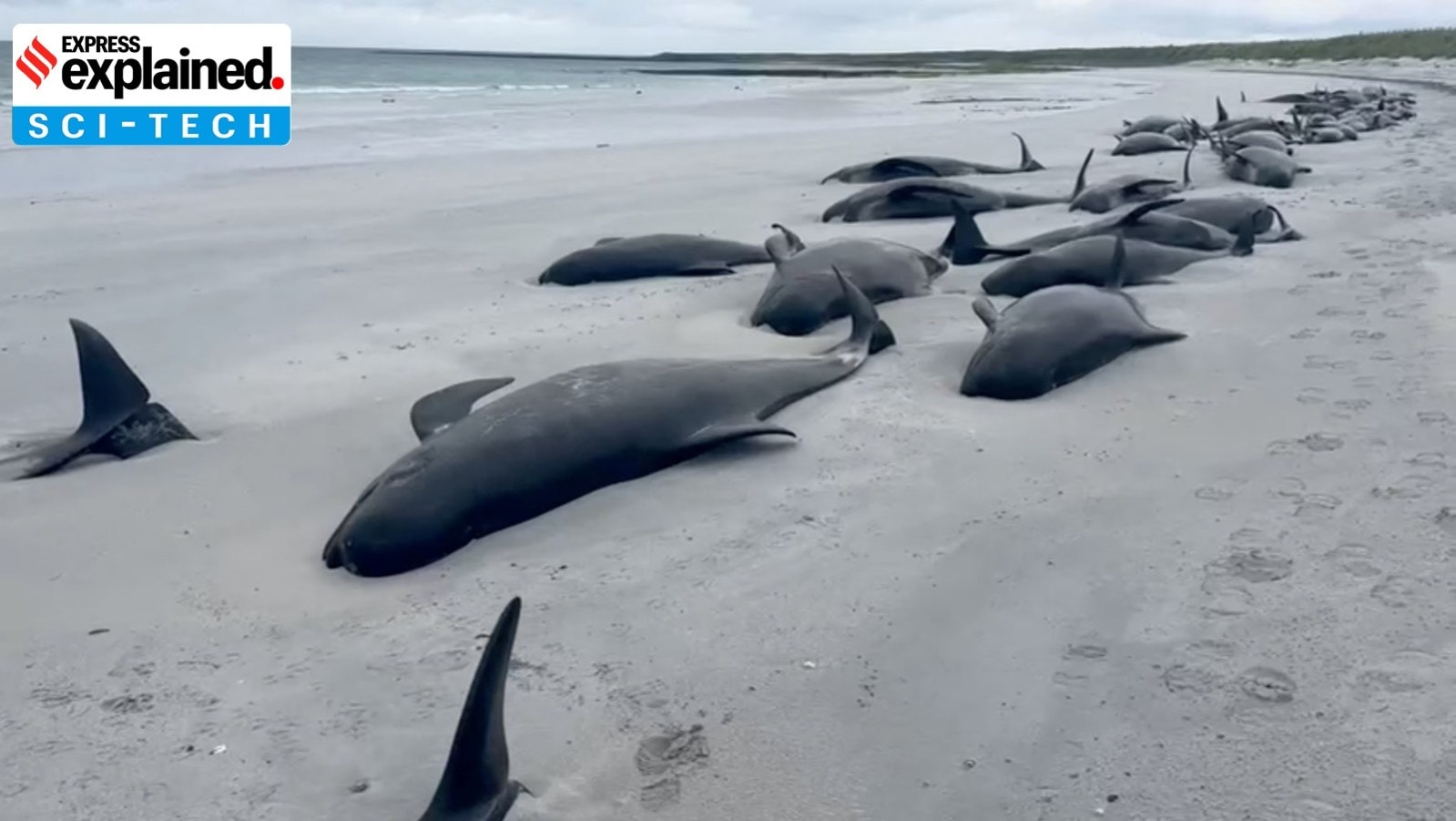 whale stranding