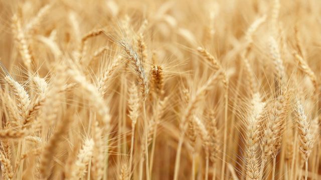 Farmers’ Share of Crop Prices Revealed in New Survey