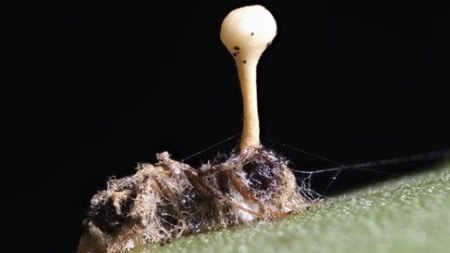 The grand finale of this biological horror show occurs when a fungal stalk erupts from the dead ant's head
